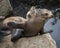 Young Sea Lion Scratches with Back Flipper in Monterey, California