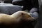 Young Sea Lion Sleeping Camouflaged as a Rock His Ear and Whiskers are Prominent Give Aways