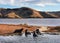 Young sea lions playing in shallow waters of lagoon