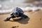 young sea turtle emerging from its egg, ready to begin life in the ocean