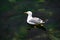 Young seagul on clear green waters