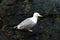 Young seagul near the Black Sea