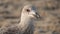 Young Seagull on the beach in North Holland, the Netherlands