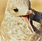 Young seagull with beak wide open - sepia tone