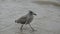 Young seagull bird on sea beach sand