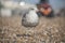 A young seagull in Brighton with a blurry background.