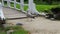 Young seagull in the city park crosses the river across the bridge