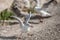 Young seagull fighting for a meal