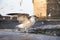 Young seagull on harbour wall stretches it wings