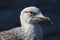 Young Seagull / Herring gull portrait head and face looking right