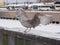 Young seagull Larus argentatus in winter close-up portrait with bread in beak