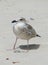 Young seagull Larus marinus on a sandy beach during a sunny day