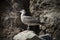 Young seagull photographed on a splendid beach on the island of Elba, Tuscany