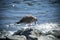 Young seagull photographed on a splendid beach on the island of Elba, Tuscany