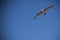 Young seagull photographed on a splendid beach on the island of Elba, Tuscany