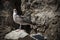 Young seagull photographed on a splendid beach on the island of Elba, Tuscany