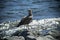 Young seagull photographed on a splendid beach on the island of Elba, Tuscany