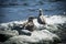 Young seagull photographed on a splendid beach on the island of Elba, Tuscany