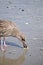 Young seagull picks at crab leg on wet sand of beach