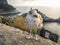 A young seagull in Portovenere in the background the sea