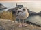 A young seagull in Portovenere in the background the sea