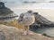 A young seagull in Portovenere in the background the sea