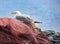 Young seagull resting on the fishing nets.