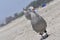 The young seagull on the sand, Coronado