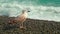 A young seagull on the seashore is resting.