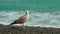 A young seagull on the seashore is resting.