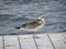 A young seagull is standing on a mooring pier