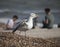 A young seagull stretching its wings.