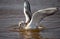 A young seagull is swiming in the water with his wings open ready to fly