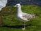 Young seagull waiting to take off!