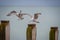 Young seagulls landing on wooden groynes