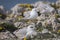Young seagulls near the cliffs