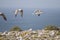 Young seagulls near the cliffs