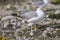 Young seagulls near the cliffs