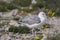 Young seagulls near the cliffs
