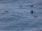 Young seagulls, swimming in the mediterranean sea