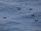 Young seagulls, swimming in the mediterranean sea