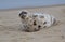 Young seal on the beach winter rest