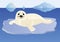 A young seal on an ice floe