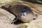 Young seal lies on stone underground