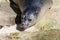 Young seal lies on stone underground