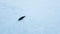 Young Seal lies on a white icebreaker.