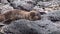 Young seal lion relax on beach of Galapagos Islands.