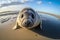 Young seal pup on the seashore, wide angle view