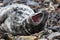 Young seal pup showing teeth on skomer island