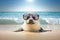 Young seal pup wearing sunglasses by the seashore, wide angle view